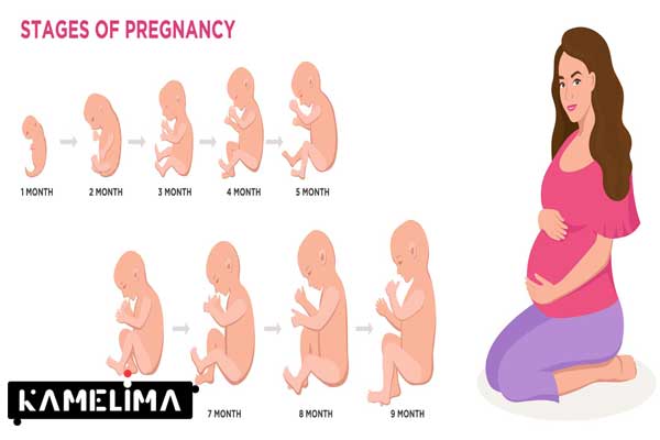 رشد جنین در سه ماهه دوم چگونه است؟