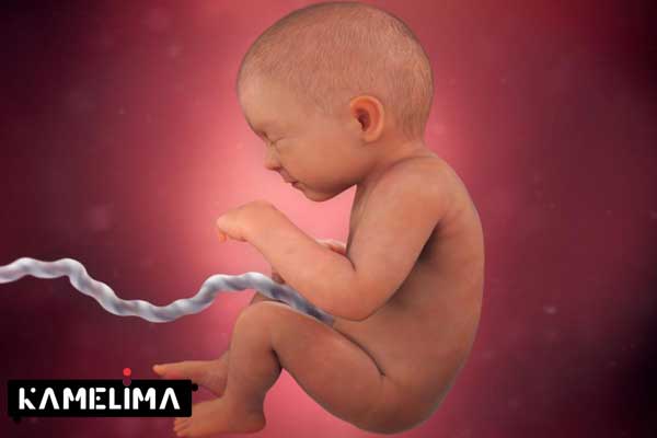 نکات مهم رشد جنین در 9 ماه