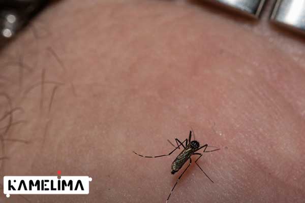 بیماری مالاریا در بزرگسالان