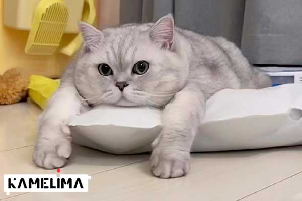 درمان تب خراش گربه
