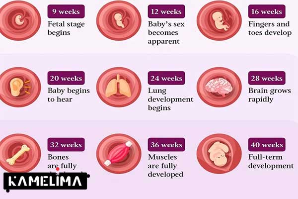 سه ماهه سوم بارداری هفته 28 تا تولد