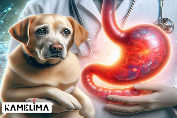 درمان و پیشگیری از ورم معده در سگ ها