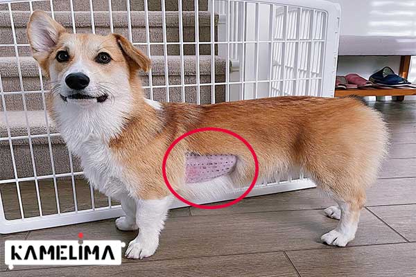 علل و درمان آلرژی سگ ها