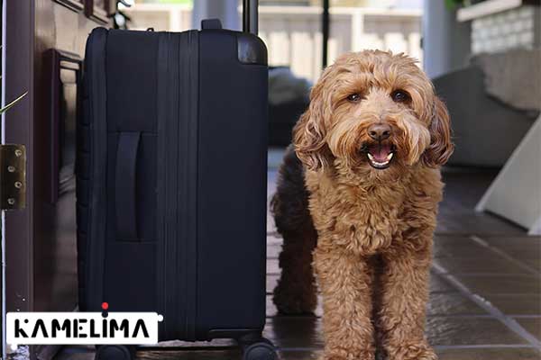 بسته بندی لوازم مورد نیاز برای سفر با حیوان خانگی