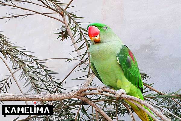 بهترین گونه طوطی سخنگو