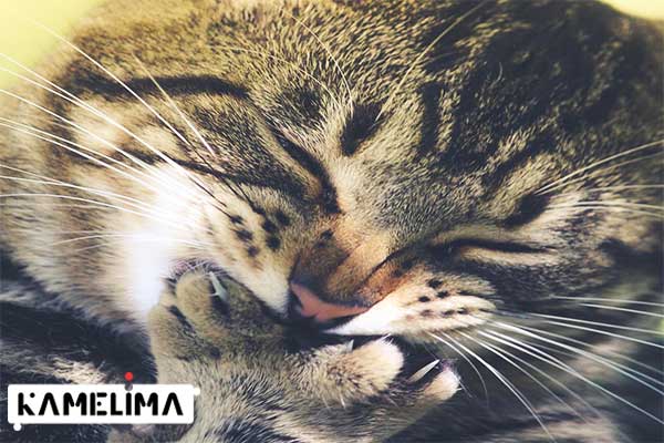 تشخیص و درمان آلرژی در گربه