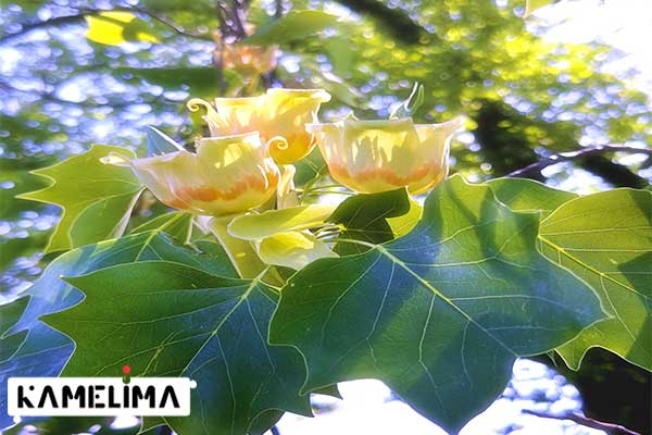 درخت لاله  Tulip tree