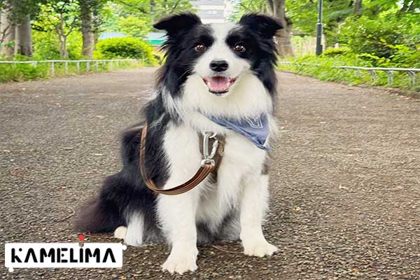 سگ مرز کولی Border Collie