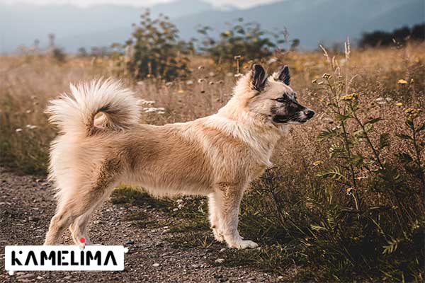 سگ گله ایسلندی Icelandic Sheepdog