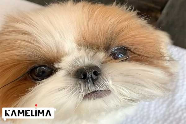 شیتزو Shih Tzu نژادی از سگ چینی