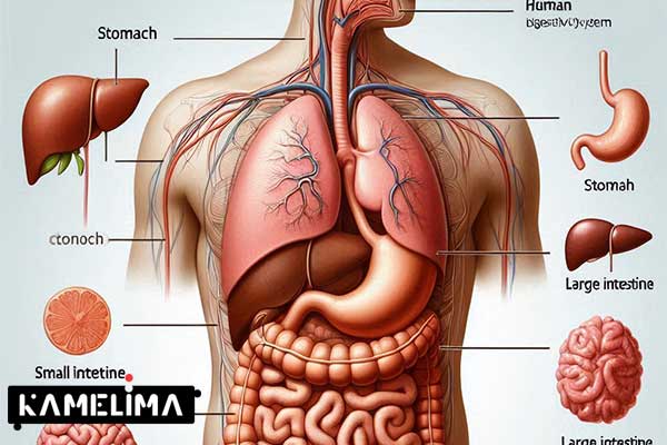 تغذیه برای کبد چرب در بارداری